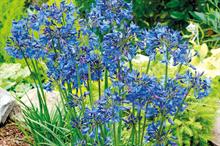 Agapanthus 'Liliput' - all images: Floramedia